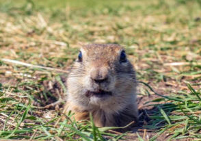 gopher dig out